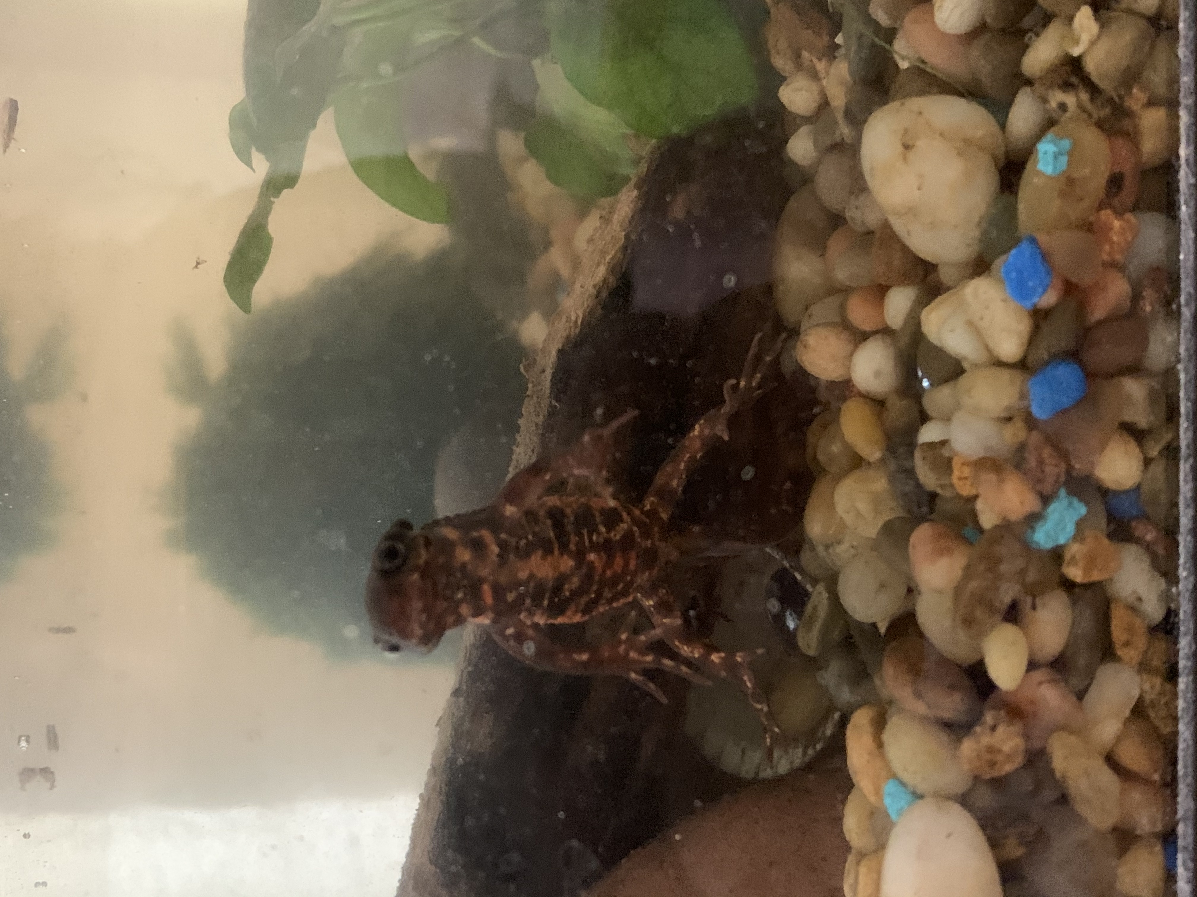 Dr.B pet Newt